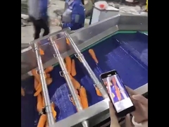Carrots washing machine
